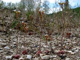 Attēlu rezultāti vaicājumam “Androsace septentrionalis”