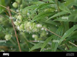 Attēlu rezultāti vaicājumam “Silene baccifera leaf”