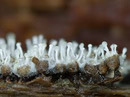 Attēlu rezultāti vaicājumam “Polycephalomyces tomentosus”