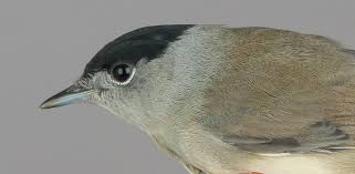 Attēlu rezultāti vaicājumam “Sylvia atricapilla”