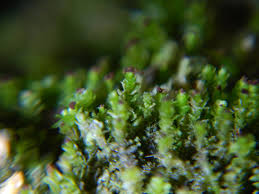 Attēlu rezultāti vaicājumam “Scapania apiculata”