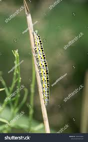 Attēlu rezultāti vaicājumam “Calophasia lunula larva”