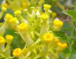 Attēlu rezultāti vaicājumam “Linaria loeselii”