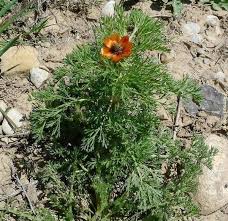 Image result for Adonis aestivalis