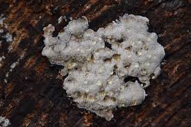 Attēlu rezultāti vaicājumam “Rhodonia placenta”