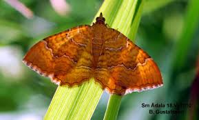 Attēlu rezultāti vaicājumam “Camptogramma bilineata”