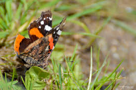 Attēlu rezultāti vaicājumam “Vanessa atalanta upperside”