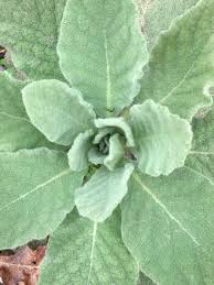 Attēlu rezultāti vaicājumam “Verbascum thapsus leaf”
