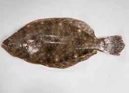 Image result for Paralichthys dentatus