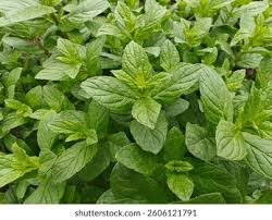 Attēlu rezultāti vaicājumam “Mentha x verticillata leaf”