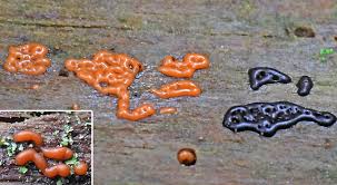 Attēlu rezultāti vaicājumam “Dianema nivale”