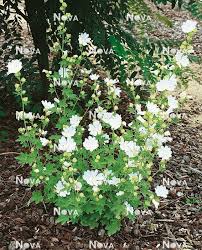 Image result for Lavatera thuringiaca