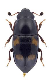 Attēlu rezultāti vaicājumam “Glischrochilus hortensis”