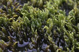 Attēlu rezultāti vaicājumam “Warnstorfia fluitans”