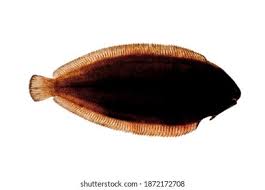 Image result for Solea solea