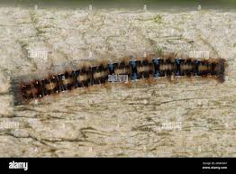 Attēlu rezultāti vaicājumam “Lasiocampa quercus imago”