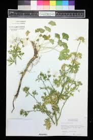 Attēlu rezultāti vaicājumam “Malva moschata alba leaf”