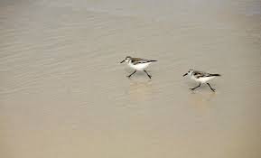 Image result for Calidris minutilla