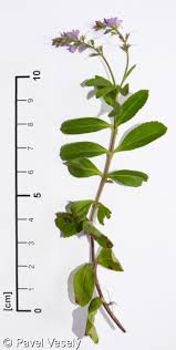 Attēlu rezultāti vaicājumam “Veronica officinalis”