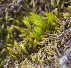 Attēlu rezultāti vaicājumam “Lophocolea minor macro”