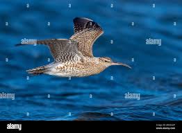 Attēlu rezultāti vaicājumam “Numenius phaeopus adult”