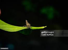 Attēlu rezultāti vaicājumam “Psychidae”
