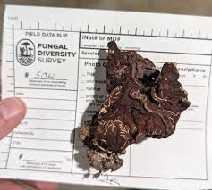 Attēlu rezultāti vaicājumam “Fuligo gyrosa macro”