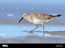 Image result for Calidris tenuirostris