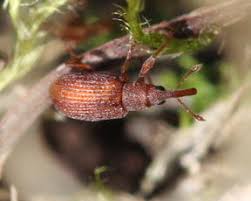 Attēlu rezultāti vaicājumam “Apionidae”