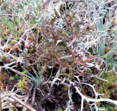 Attēlu rezultāti vaicājumam “Cetraria aculeata”