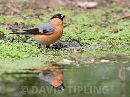 Attēlu rezultāti vaicājumam “Pyrrhula pyrrhula male”