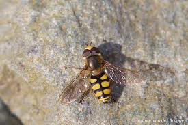 Attēlu rezultāti vaicājumam “Eupeodes nielseni”