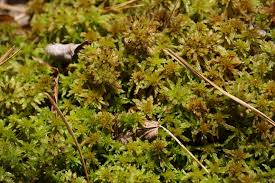 Attēlu rezultāti vaicājumam “Callicladium haldanianum sporophyte”