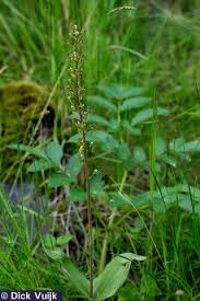 Attēlu rezultāti vaicājumam “Listera ovata leaf”