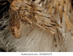 Attēlu rezultāti vaicājumam “Aleurochiton aceris nymph”