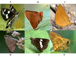 Attēlu rezultāti vaicājumam “Hesperiidae”