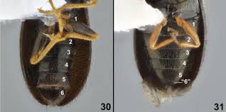 Attēlu rezultāti vaicājumam “Dasytes sp.”