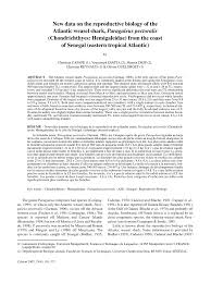 Image result for Paragaleus pectoralis