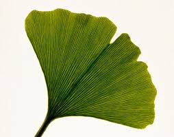 Attēlu rezultāti vaicājumam “Ginkgo biloba”
