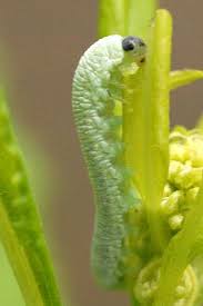 Attēlu rezultāti vaicājumam “Tenthredo scrophulariae larva”