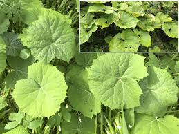 Attēlu rezultāti vaicājumam “Petasites hybridus leaf”