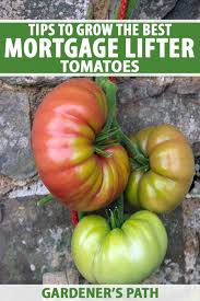 Afbeeldingsresultaat voor mortgage lifter bicolor strain tomato