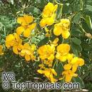 Cassia pronunciation