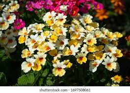 Image result for Elfenspiegel