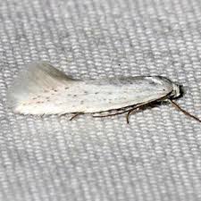 Attēlu rezultāti vaicājumam “Elachista argentella”