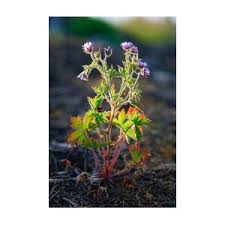 Attēlu rezultāti vaicājumam “Geranium bohemicum bud”