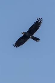 Attēlu rezultāti vaicājumam “Corvus frugilegus”