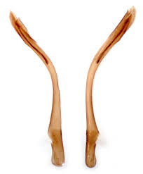 Attēlu rezultāti vaicājumam “Mucronella”