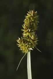 Attēlu rezultāti vaicājumam “Carex diandra”