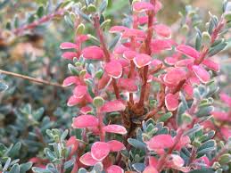 Attēlu rezultāti vaicājumam “Exobasidiales”